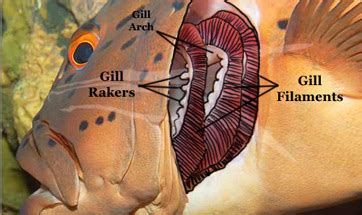 Fish Gill: Types, Structure and Function.